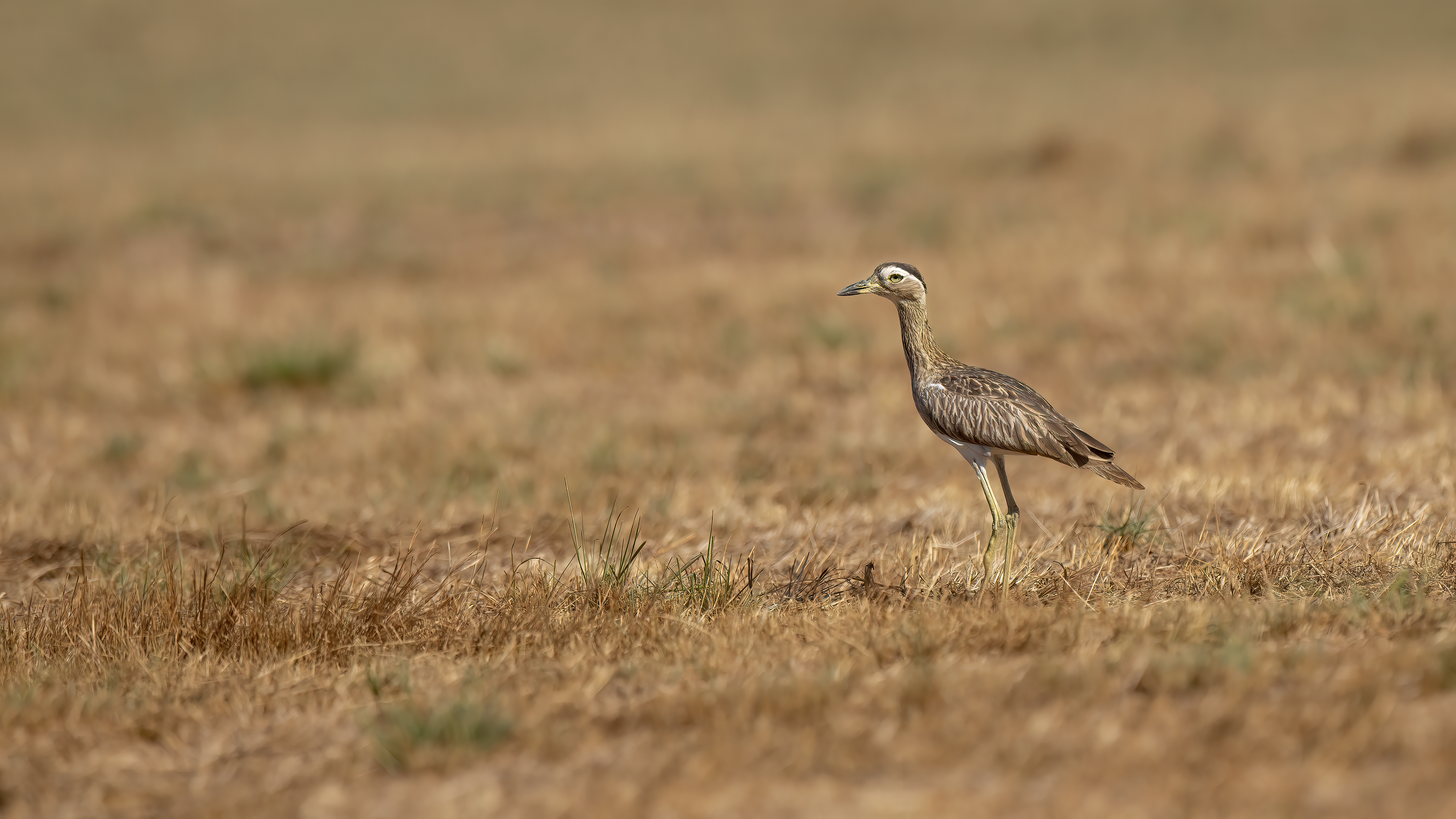 Double-striped Thick-knee